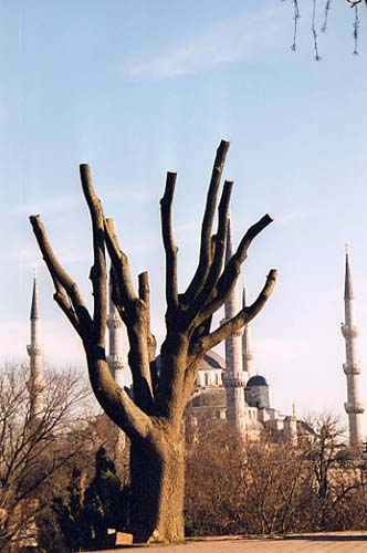 sultanahmet_arbre01