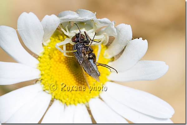 Araignée crabe - Spider - Misumena vatia