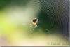 Araignée épeire diadème et sa toile - Spider epeire diadem and its web