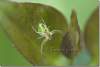 Araniella femelle - Araniella female - Female spider 