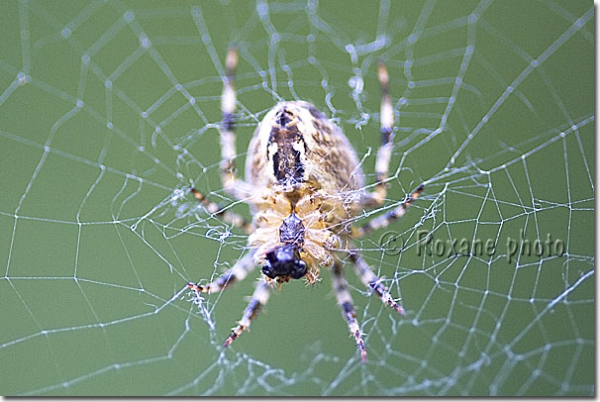 Epeire diadème - Araneus diadematus - Female spider 