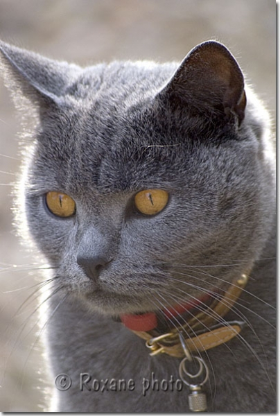 Chartreux mâle - Male Carthusian cat