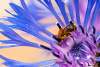 Abeille sur une centaurée des montagnes - Bee on a centaury mountain flower