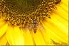 Abeille sur une fleur de tournesol - Bee on a sunflower flower