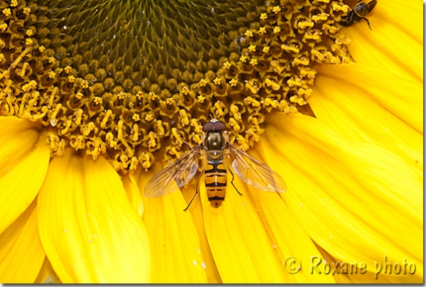 Abeille sur une fleur de tournesol - Bee on a sunflower flower