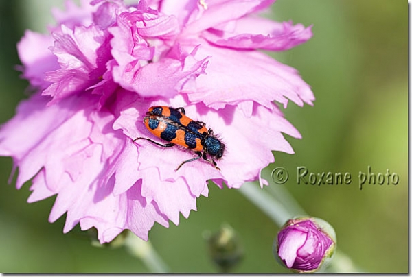 Clairon des abeilles sur un oeillet - Trichodes apiarius - Bugler bees on an eyelet 