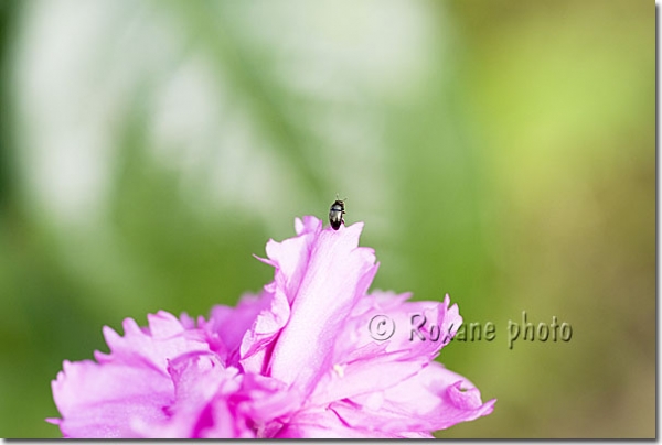 Méligèthe - Coléoptère - Meligethes - Beetle