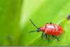 Criocère du lys - Lilioceris lilii - Lily leaf beetle 