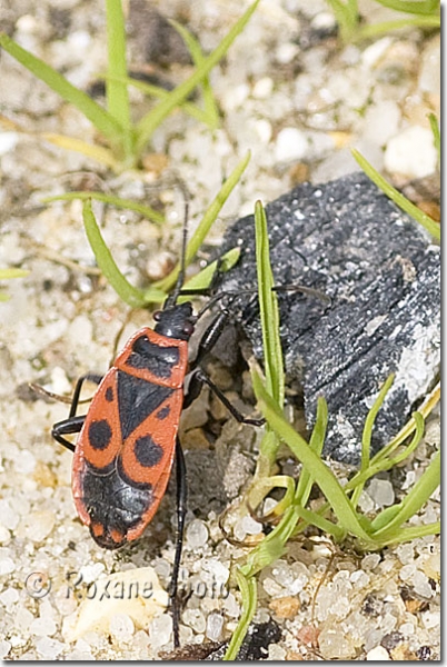 Gendarme - Pyrrhocore - Pyrrhocoris apterus 