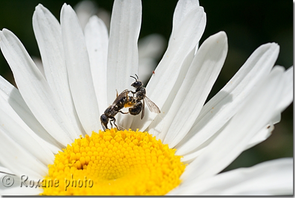 Hyménoptères sur une marguerite - Hymenoptera on a daisy