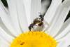 Hyménoptères sur une marguerite - Hymenoptera on a daisy