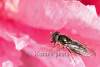 Mouche et pivoine - Fly on a peony