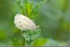 Papillon sur une feuille de menthe - Butterfly on a mint leaf