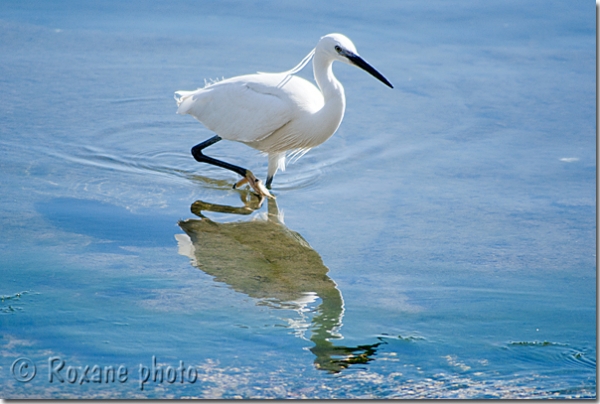 Aigrette garzette - Egretta garzetta - Little Egret