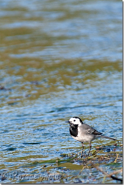 Bergeronnette grise - Motacilla alba - White wagtail