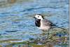 Bergeronnette grise - Motacilla alba - White wagtail