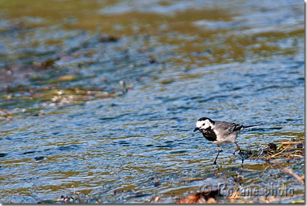 Bergeronnette grise - White wagtail -  Motacilla alba