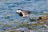 Bergeronnette grise - White wagtail -  Motacilla alba