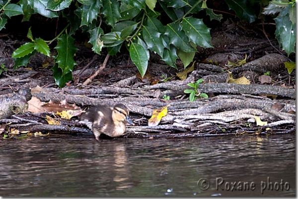 Caneton colvert - Duckling - Mallard