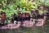 Canetons colvert - Mallard's ducklings - Anas platyrhynchos