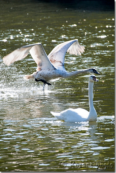 Cygne tuberculé prenant son envol - Mute Swan - Cygnus olor