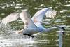 Cygne tuberculé prenant son envol - Mute Swan - Cygnus olor