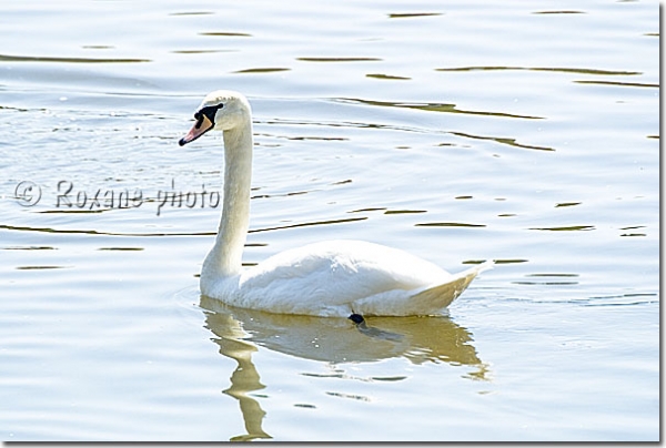 Cygne blanc - Cygne tuberculé - Mute Swan - Cygnus olor