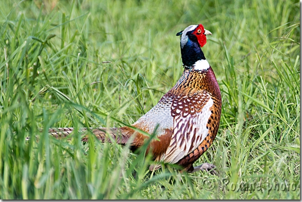 Faisan - Pheasant - Phasianus colchicus - Eure - Normandie