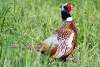 Faisan - Pheasant - Phasianus colchicus - Eure - Normandie