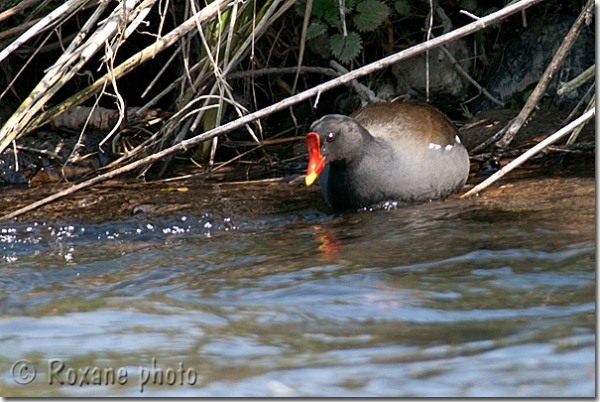 Gallinule - Poule-d'eau - Common moorhen - Gallinula chloropus