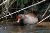 Gallinule - Poule-d'eau - Common moorhen - Gallinula chloropus