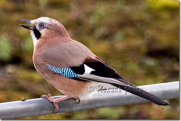 Geai des chênes - Jay - Garrulus glandarius - Paris - France