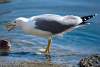 Goéland leucophée - Larus michahellis - Yellow-legged Gull