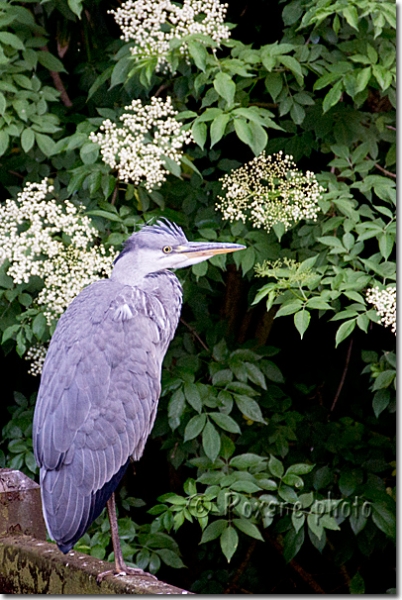 Héron cendré - Heron - Ardea cinerea Linnaeus