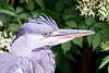 Héron cendré - Heron - Ardea cinerea Linnaeus