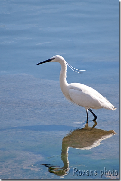 Aigrette garzette - Little Egret - Egretta garzetta