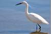 Aigrette garzette - Little Egret - Egretta garzetta