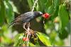 Festin de cerises pour la gente ailée - Cherry feast for winged life - Belleville - Paris