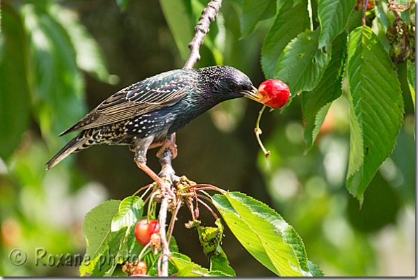 Festin de cerises pour la gente ailée - Cherry feast for winged life - Belleville - Paris