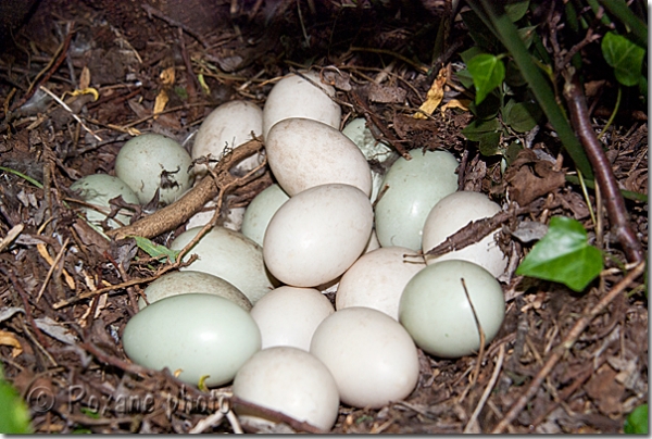 Nid de canes colvert - Nest of mallard - Eure - Normandie