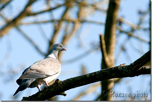 Pigeon ramier - Common Wood pigeon - Columba palumbus