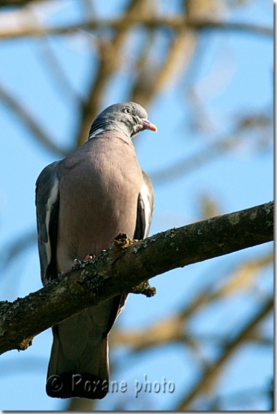 Palombe - Pigeon ramier - Columba palumbus - Common Wood pigeon