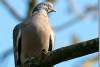 Palombe - Pigeon ramier - Columba palumbus - Common Wood pigeon