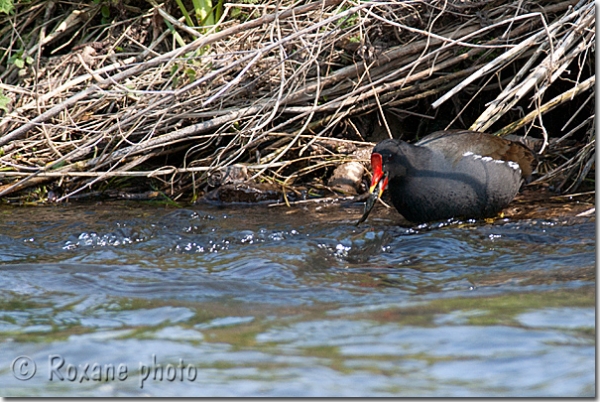 Poule d'eau péchant un poisson - Common moorhen - Gallinula chloropus