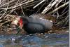 Poule d'eau péchant un poisson - Common moorhen - Gallinula chloropus