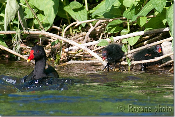 Poule d'eau et ses poussins - Chicks and female of a common moorhen - Gallinula chloropus