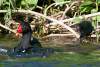 Poule d'eau et ses poussins - Chicks and female of a common moorhen - Gallinula chloropus