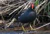 Poule d'eau - Gallinule - Common moorhen - Gallinula chloropus