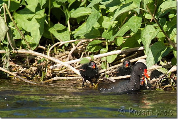 Poule d'eau et ses poussins - Gallinule et juvéniles - Common moorhen and chicks - Gallinula chloropus