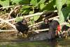 Poule d'eau et ses poussins - Gallinule et juvéniles - Common moorhen and chicks - Gallinula chloropus